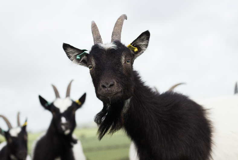 Goat Picnic | Experience Nature, Book Now — Cragg House Farm