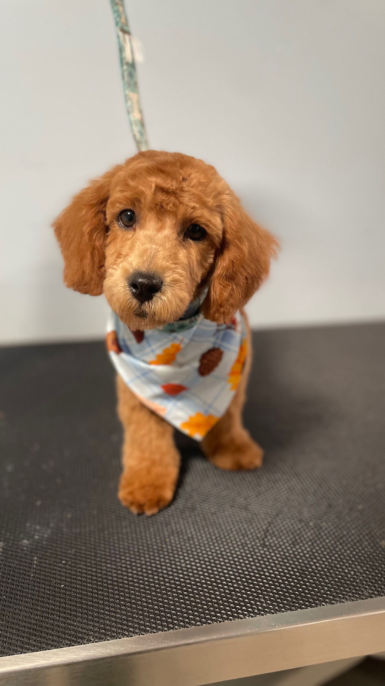 Schedule Appointment with OnePupTwoPup NYC