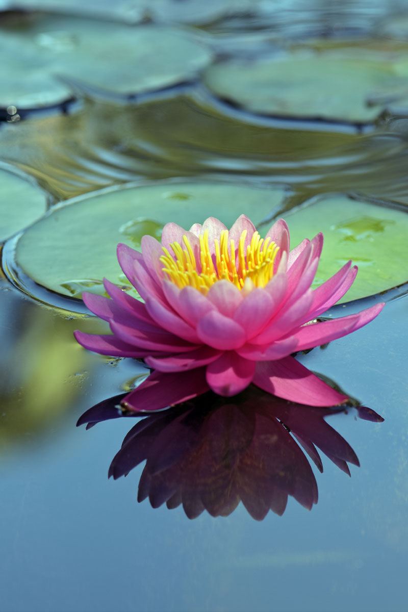 60 Minute Mediumship Reading with 3+ people