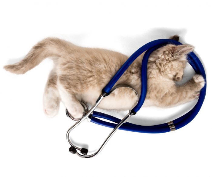 schedule-appointment-with-nevada-humane-society-foster-program