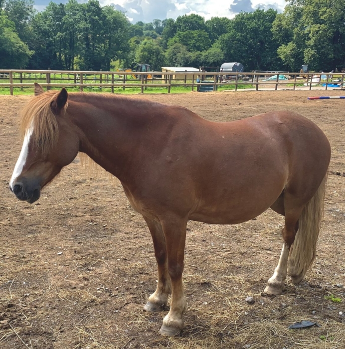 Schedule Appointment with Nuneaton and North Warwickshire Equestrian Centre