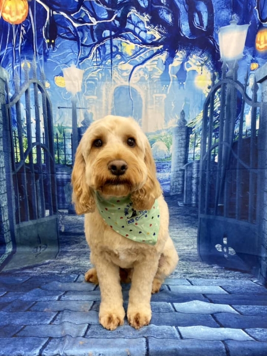 Schedule Appointment with The Fairy Tails Dog Grooming