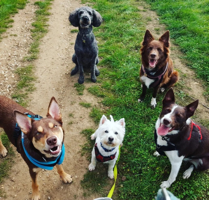 Schedule Appointment with Woofing Wild