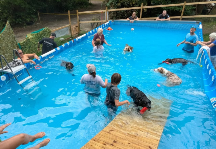 Canine Dip And Dive Sevenoaks