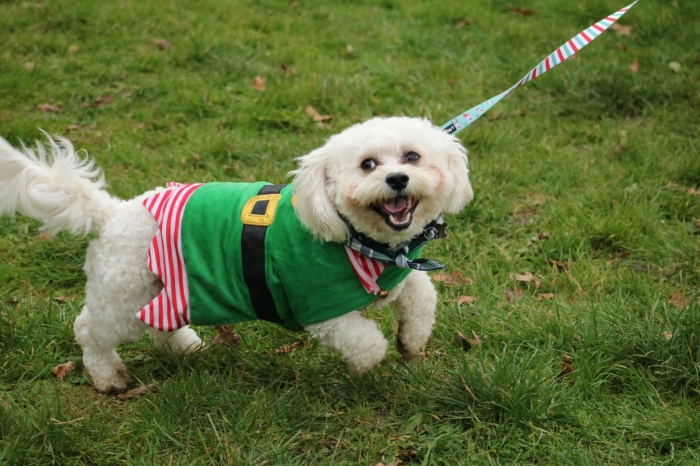 Schedule Appointment with KarmaK9 Dog Training