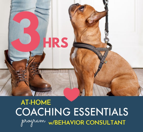 Schedule Appointment with Instinct Dog Behavior & Training Hudson Valley