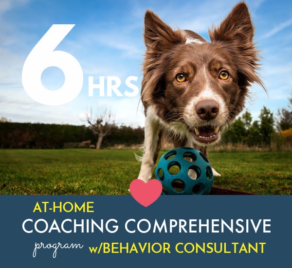 Schedule Appointment with Instinct Dog Behavior & Training Hudson Valley