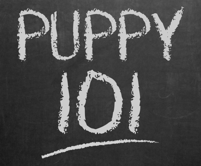 Schedule Appointment with The Pack Dog Training