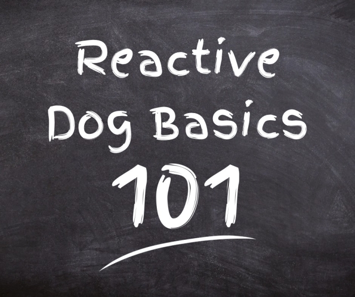 Schedule Appointment with The Pack Dog Training