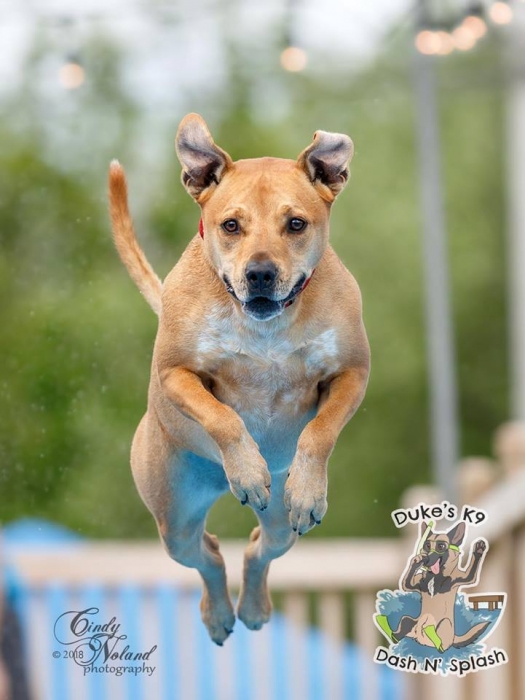 Schedule Appointment with Duke's K9 Dash N' Splash